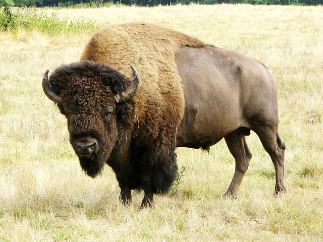 buffalo