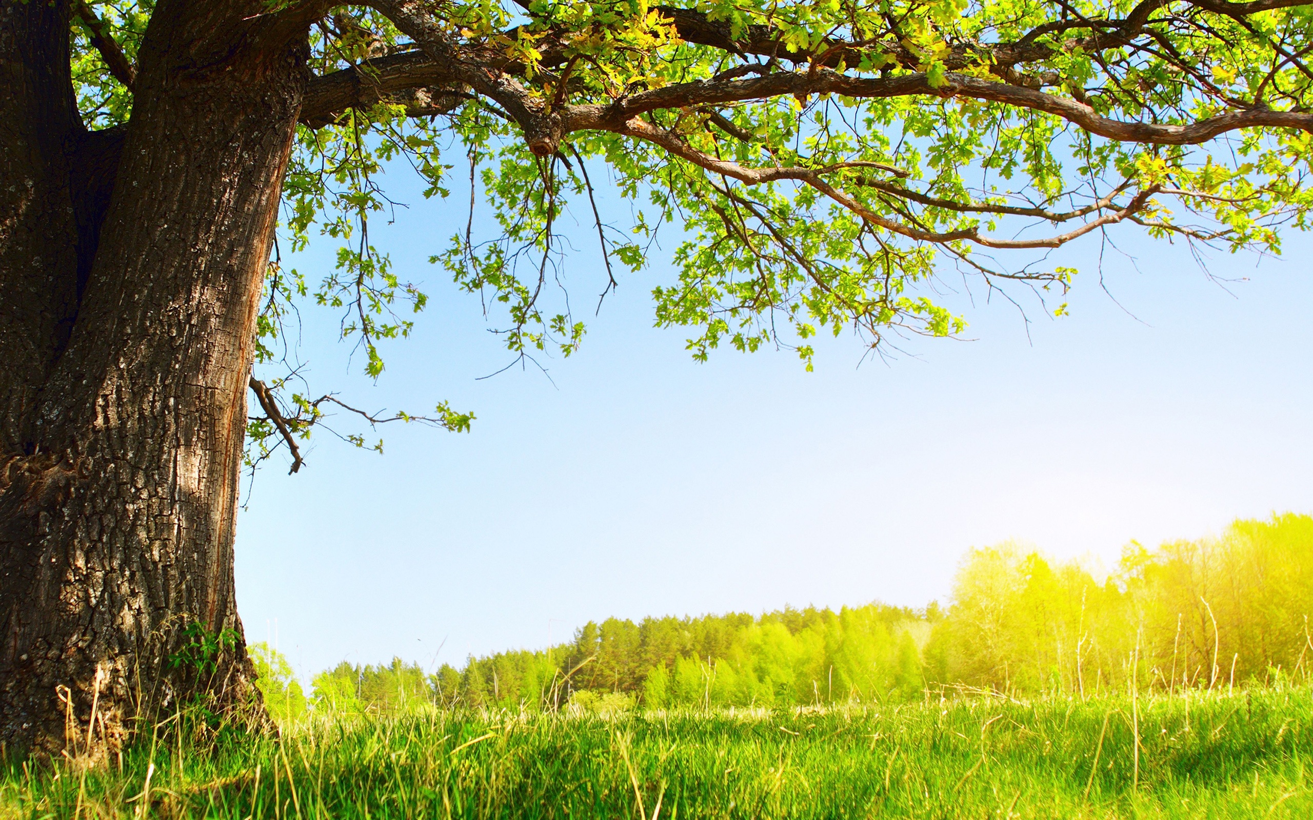 arbre