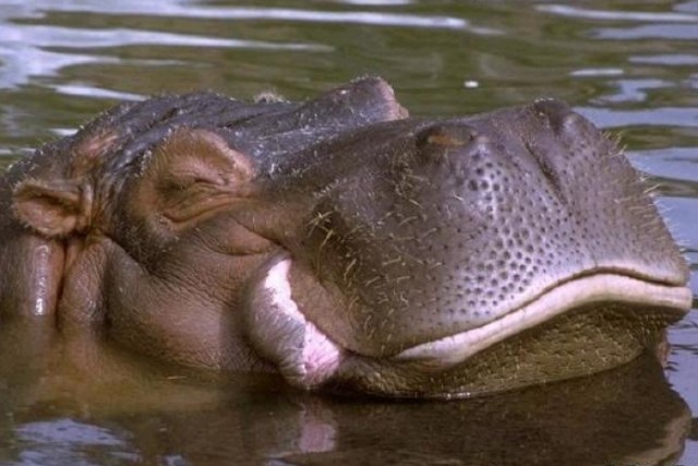 hippopotame