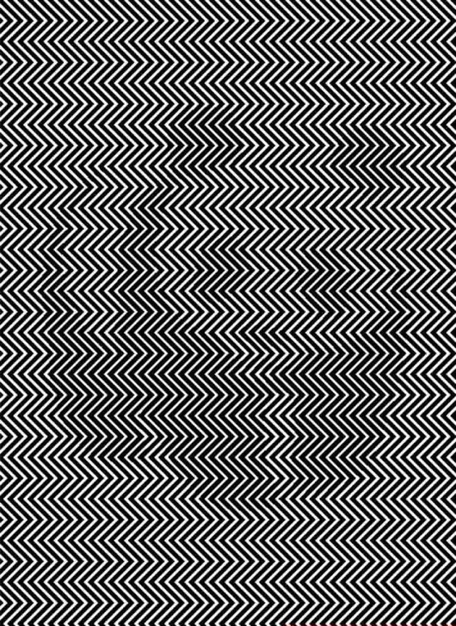 illusion animal caché
