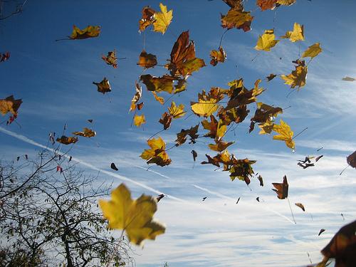 feuilles arbre