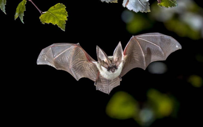 Anagramme chauve souris