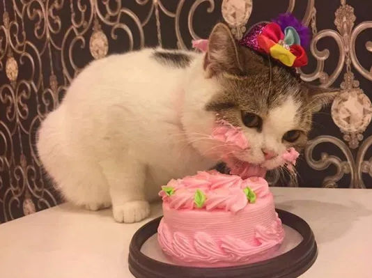 Enigme anniversaire chat