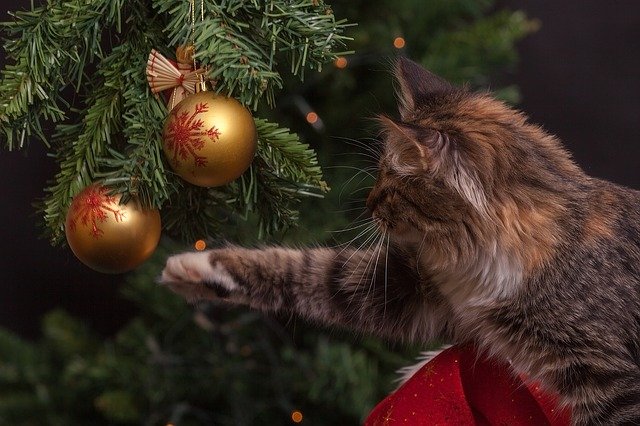 Chat noel devinette