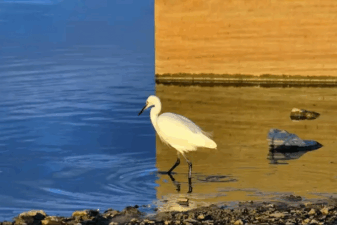 Illusion oiseau eau bleu jaune photoshop