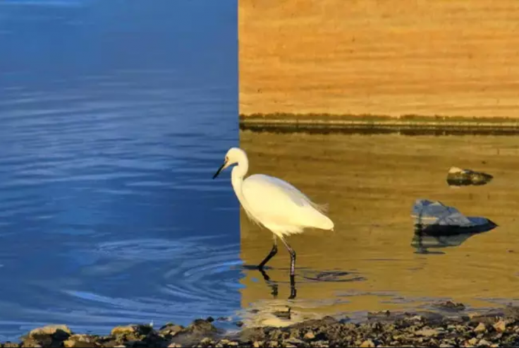 Illusion oiseau eau bleu jaune photoshop