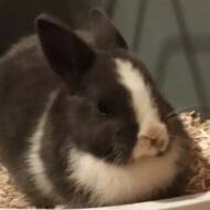 Mimie74